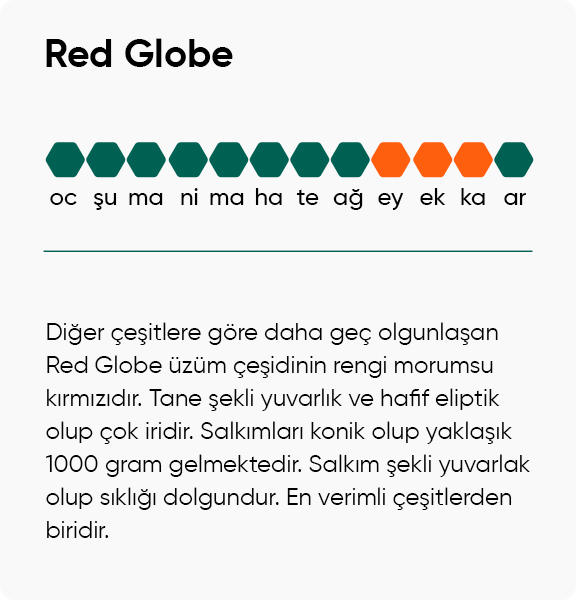 Red Globe Üzüm